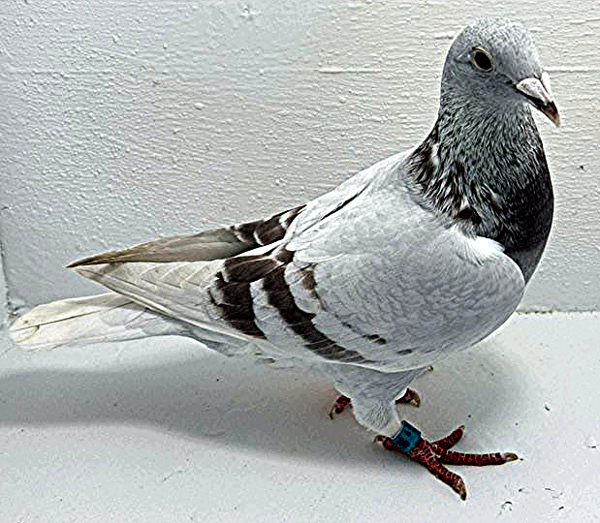 Band: AU 20198 AA 2025